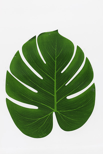 樹(shù)葉形狀裝飾餐布圖片素材_免費(fèi)下載_jpg圖片格式_VRF高清圖片500715866_攝圖網(wǎng)